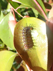 Cupha prosope