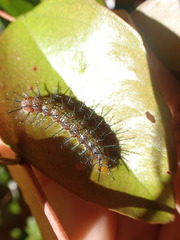 Cupha prosope