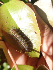 Cupha prosope