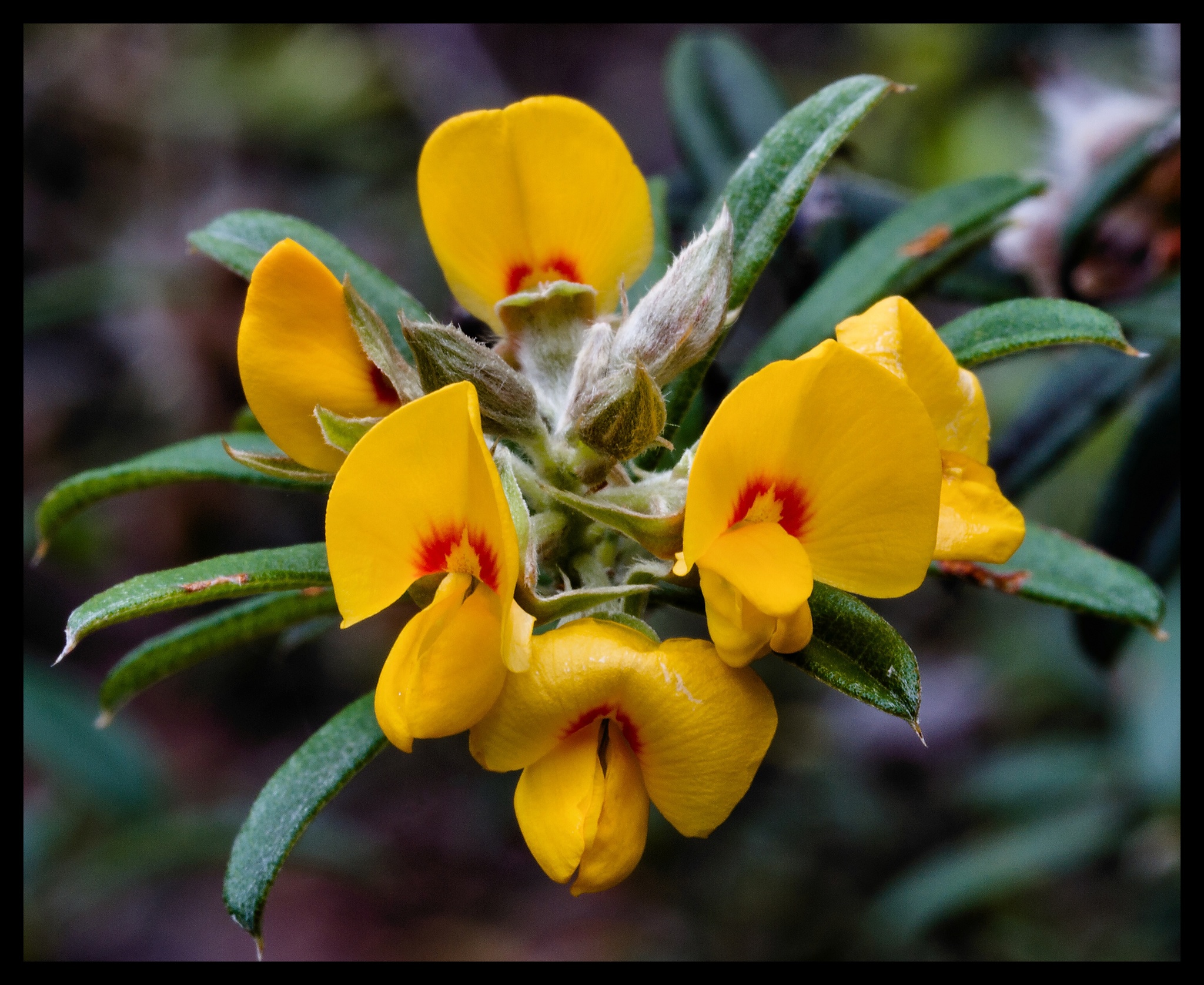 Oxylobium
