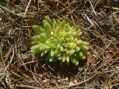 Sedum glabrum