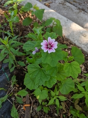 Malva sylvestris