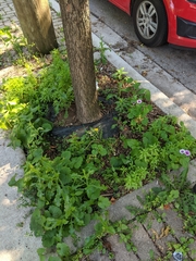 Malva sylvestris
