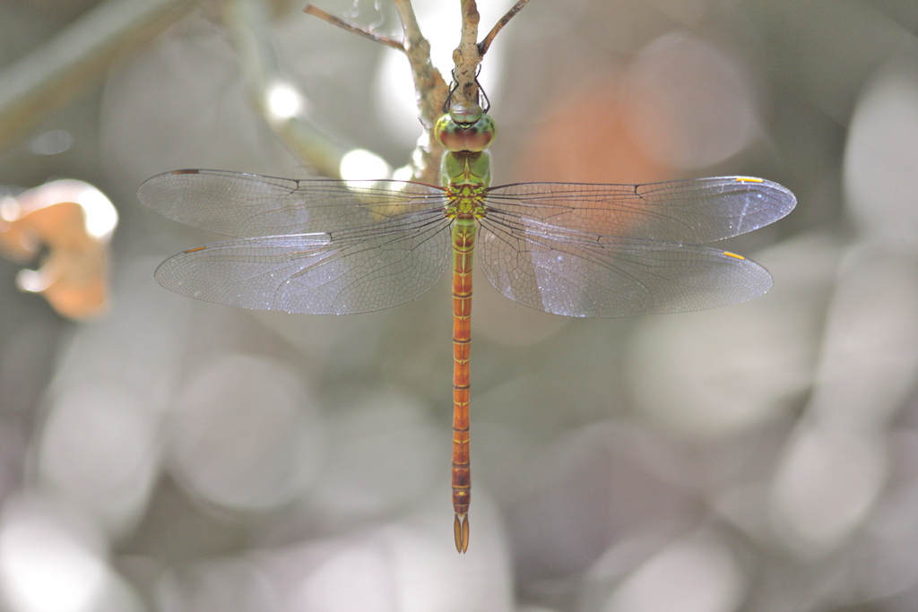 Northern Red Darner