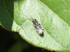 Clitemnestra bipunctata
