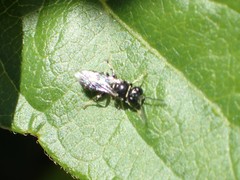 Clitemnestra bipunctata