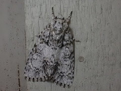 Acronicta retardata