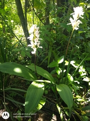 Govenia liliacea