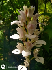 Govenia liliacea