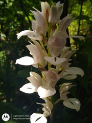 Govenia liliacea
