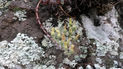 Dudleya verityi