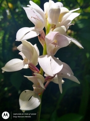 Govenia liliacea