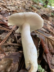 Virescentinae