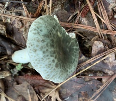 Virescentinae