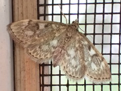 Anania coronata