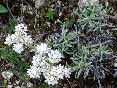 Antennaria dioica