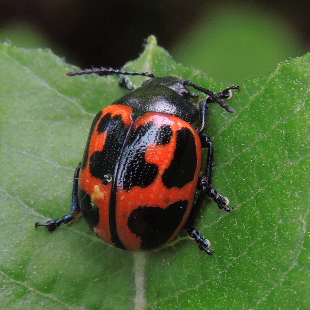 Chrysomelidae