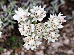 Antennaria dioica