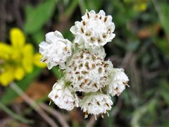 Antennaria dioica