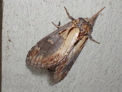 Notodonta scitipennis