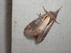 Notodonta scitipennis