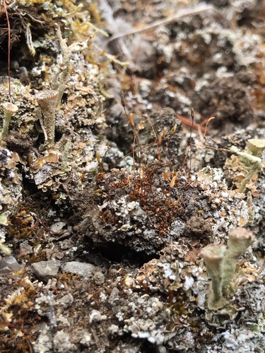 Aloina brevirostris, 2020-06-25