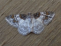 Hydrelia condensata