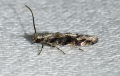 Coleotechnites florae