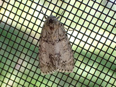 Acronicta retardata
