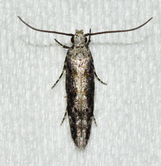 Coleotechnites florae