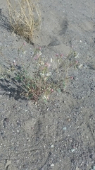 Chylismia claviformis integrior