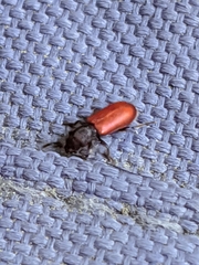 Zenodosus sanguineus