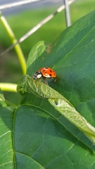 Harmonia axyridis