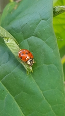 Harmonia axyridis