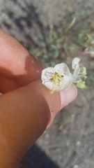 Chylismia claviformis integrior