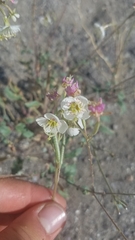 Chylismia claviformis integrior