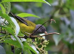 Cnemoscopus rubrirostris