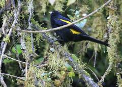 Cacicus chrysonotus