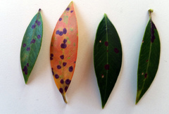 Blastacervulus metrosideri