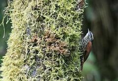 Margarornis squamiger