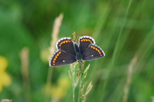 Northern Brown Argus