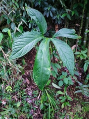 Chlorospatha