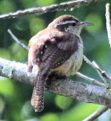 Thryothorus ludovicianus