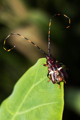 Trachyderes succinctus