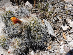 Echinocereus stolonifer tayopensis