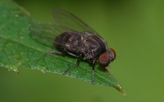 Lindneromyia dorsalis