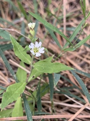 Moehringia macrophylla