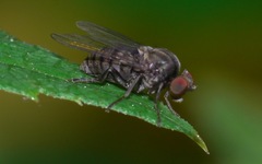 Lindneromyia dorsalis