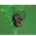 Lindneromyia - Photo 由 Sam R 所上傳的 (c) Sam R，保留部份權利CC BY-NC