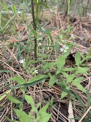 Moehringia macrophylla